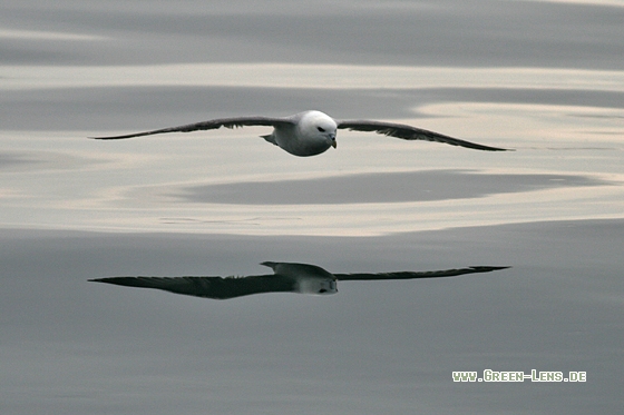 Eissturmvogel - Copyright Stefan Pfützke