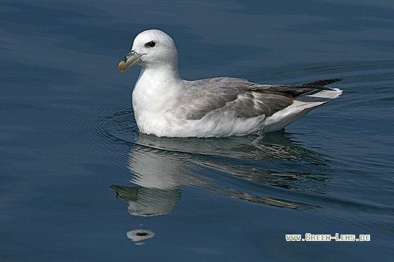 Eissturmvogel - Copyright Stefan Pfützke