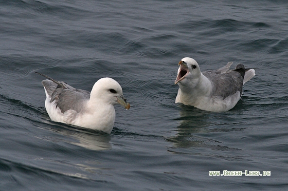 Eissturmvogel - Copyright Stefan Pfützke