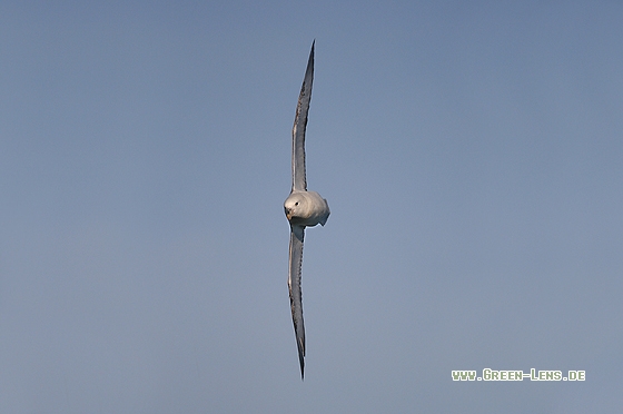 Eissturmvogel - Copyright Stefan Pfützke