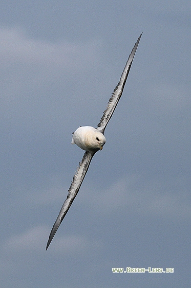 Eissturmvogel - Copyright Stefan Pfützke