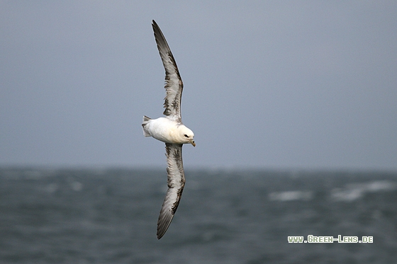 Eissturmvogel - Copyright Stefan Pfützke