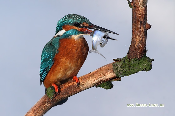 Eisvogel - Copyright Stefan Pfützke