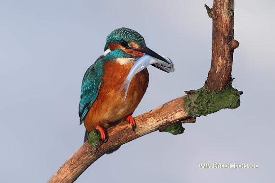 Eisvogel - Copyright Stefan Pfützke