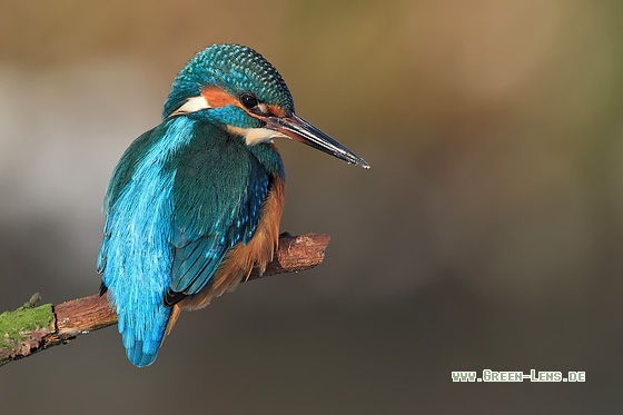 Eisvogel - Copyright Stefan Pfützke