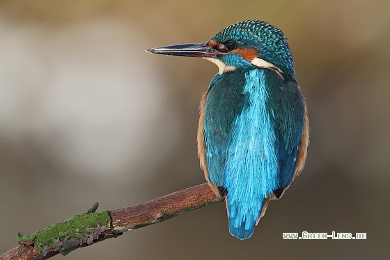 Eisvogel - Copyright Stefan Pfützke