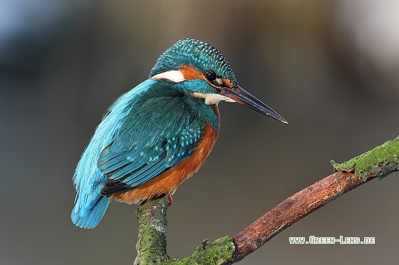 Eisvogel - Copyright Stefan Pfützke