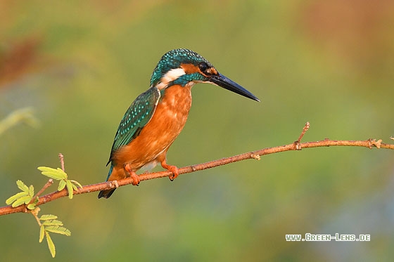 Eisvogel - Copyright Stefan Pfützke