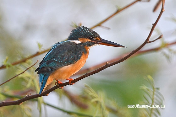 Eisvogel - Copyright Stefan Pfützke