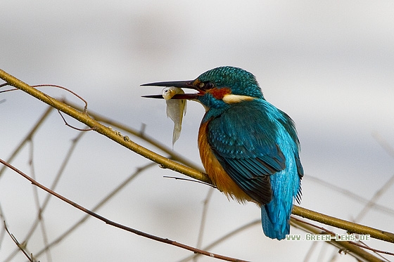 Eisvogel - Copyright Stefan Pfützke