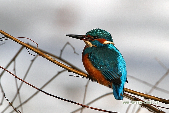 Eisvogel - Copyright Stefan Pfützke