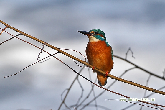 Eisvogel - Copyright Stefan Pfützke