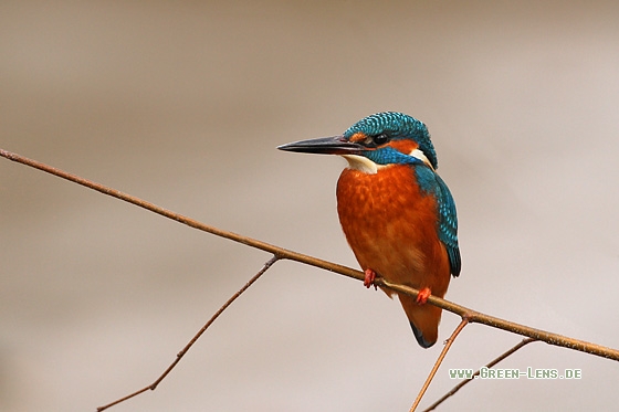 Eisvogel - Copyright Stefan Pfützke