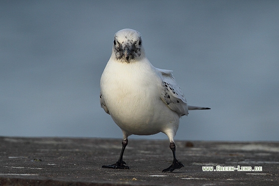 Elfenbeinmöwe - Copyright Stefan Pfützke