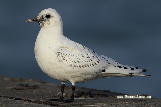 Elfenbeinmöwe - Copyright Stefan Pfützke