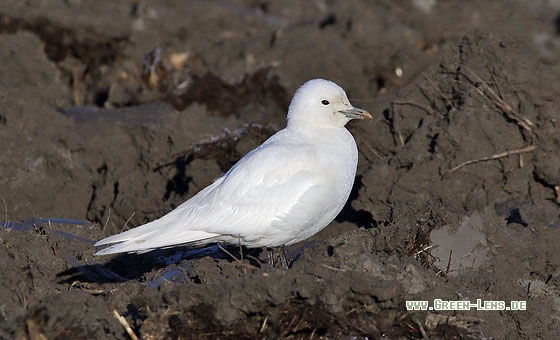 Elfenbeinmöwe - Copyright Stefan Pfützke