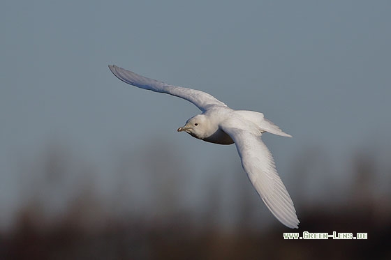 Elfenbeinmöwe - Copyright Stefan Pfützke