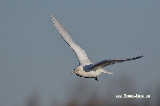 Elfenbeinmöwe - Copyright Stefan Pfützke