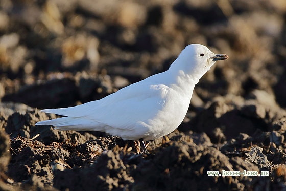 Elfenbeinmöwe - Copyright Stefan Pfützke