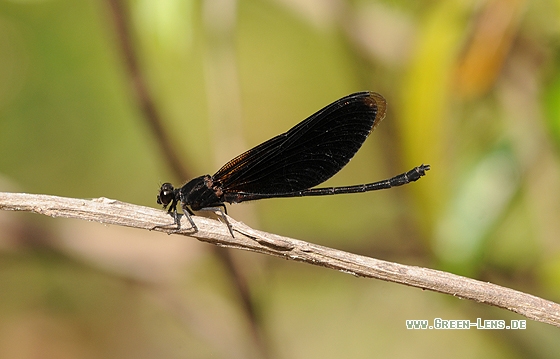 Euphaea masoni - Copyright Christian Gelpke