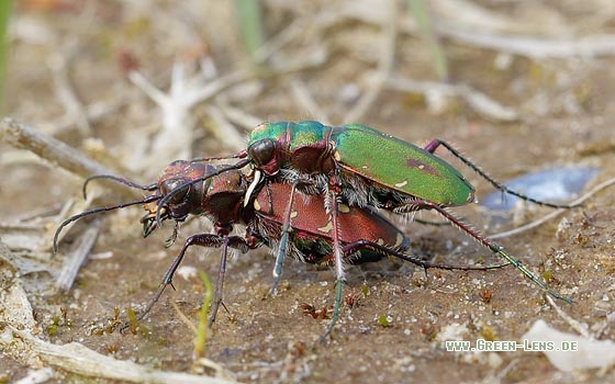 Feld-Sandlaufkäfer - Copyright Stefan Pfützke