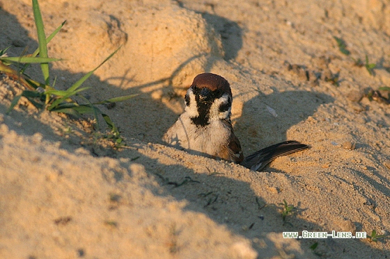 Feldsperling - Copyright Stefan Pfützke