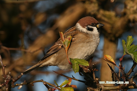 Feldsperling - Copyright Stefan Pfützke