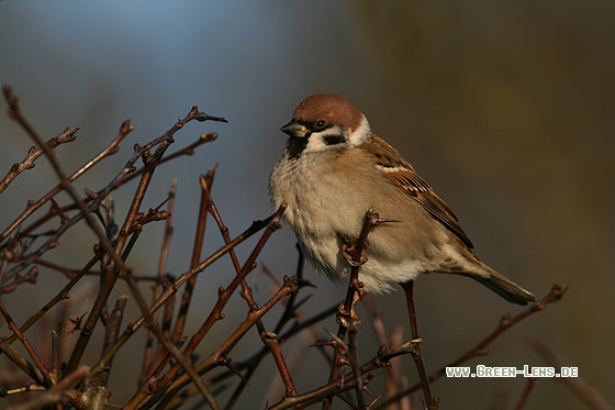 Feldsperling - Copyright Stefan Pfützke