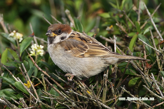 Feldsperling - Copyright Stefan Pfützke