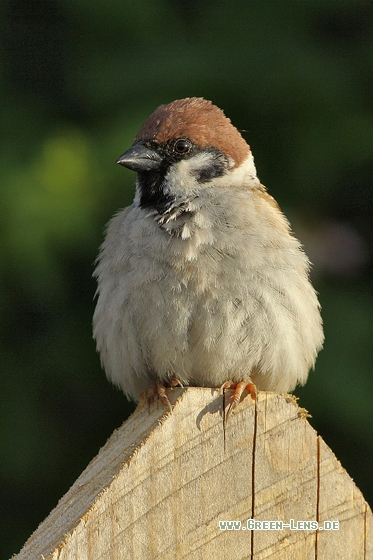 Feldsperling - Copyright Stefan Pfützke