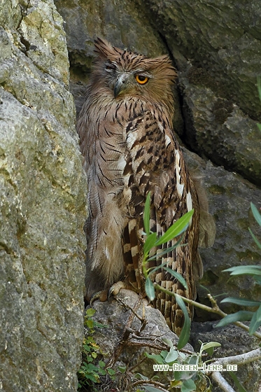 Fischuhu - Copyright Stefan Pfützke