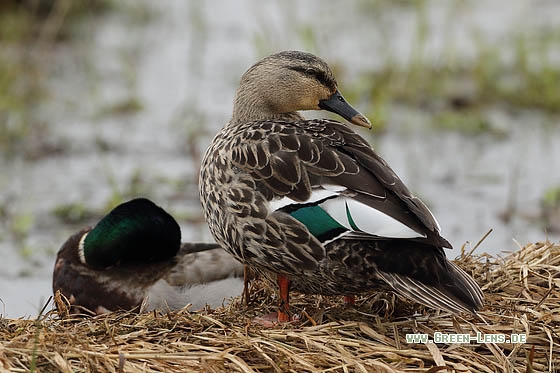 Stockente x Fleckschnabelente - Copyright Stefan Pfützke