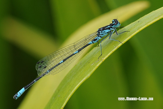 Fledermaus-Azurjungfer - Copyright Christian Gelpke