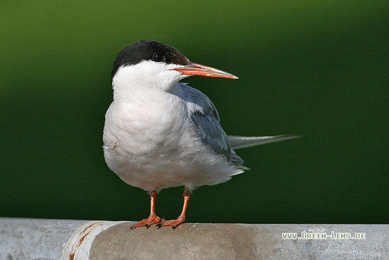 Flussseeschwalbe - Copyright Stefan Pfützke