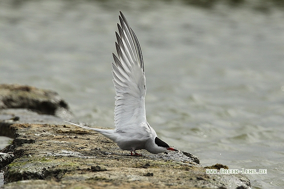 Flussseeschwalbe - Copyright Stefan Pfützke