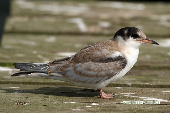 Flussseeschwalbe - Copyright Stefan Pfützke