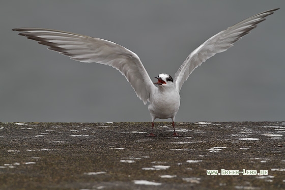 Flussseeschwalbe - Copyright Stefan Pfützke