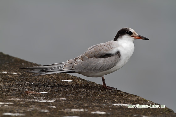 Flussseeschwalbe - Copyright Stefan Pfützke