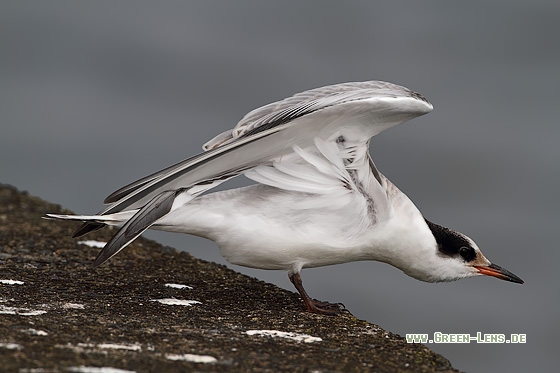 Flussseeschwalbe - Copyright Stefan Pfützke