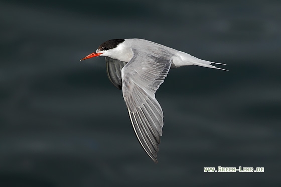 Flussseeschwalbe - Copyright Stefan Pfützke