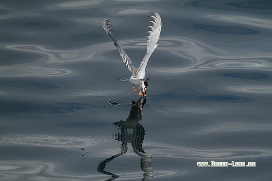 Flussseeschwalbe - Copyright Stefan Pfützke