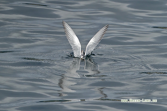 Flussseeschwalbe - Copyright Stefan Pfützke