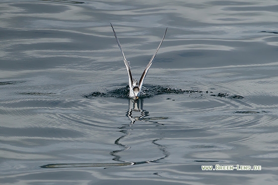 Flussseeschwalbe - Copyright Stefan Pfützke