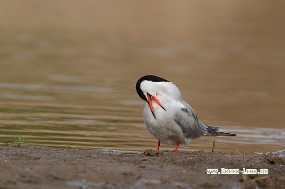 Flussseeschwalbe - Copyright Stefan Pfützke