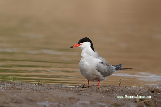 Flussseeschwalbe - Copyright Stefan Pfützke