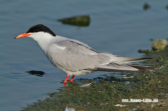 Flussseeschwalbe - Copyright Stefan Pfützke