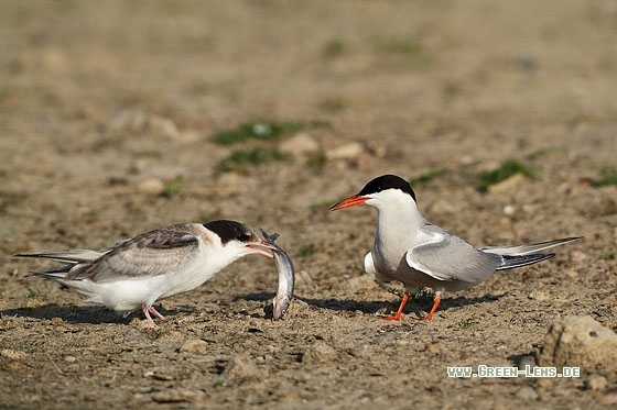 Flussseeschwalbe - Copyright Stefan Pfützke