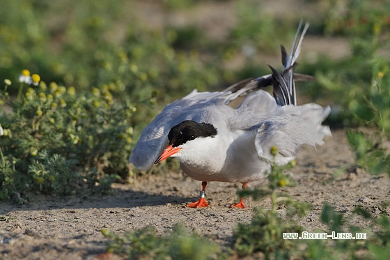 Flussseeschwalbe - Copyright Stefan Pfützke