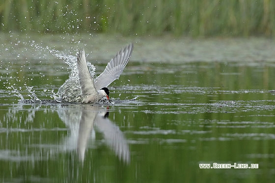 Flussseeschwalbe - Copyright Stefan Pfützke