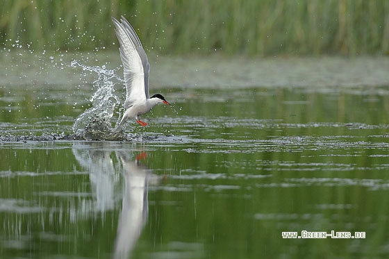 Flussseeschwalbe - Copyright Stefan Pfützke